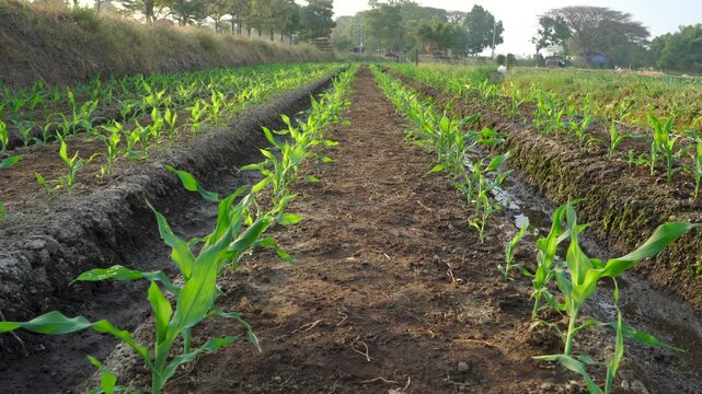 Low angle view of young green corn crop growing in agricultural rows during golden hour in Southeast Asia. Concept of sustainable farming, agribusiness, and global food security.