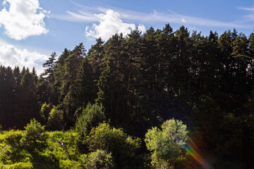 Lush evergreen pine forest edge basking in bright summer sunlight, dense coniferous woodland with vibrant green grass under a clear blue sky featuring soft wispy clouds in nature © PhotoChur