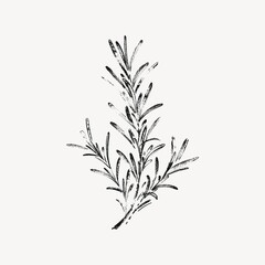 Fototapeta premium A high-quality, vintage-style hand-drawn rosemary branch sketch on a background. Perfect for botanical designs, culinary menus, and organic branding.