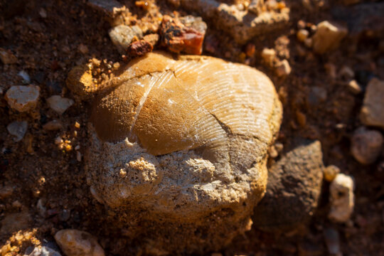 Ancient fossilized brachiopod shell resting on sandy ground, detailed prehistoric marine creature remains found in a natural sedimentary environment, macro photography shot of geological treasure