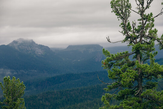 Fluffy green cedar pine tree close up against massive rocky mountains hidden in low clouds