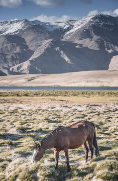 Horses grazing in a grassy mountain valley at sunset, against a backdrop of a mountain range with snow and glaciers, livestock grazing in the Pamir Mountains
