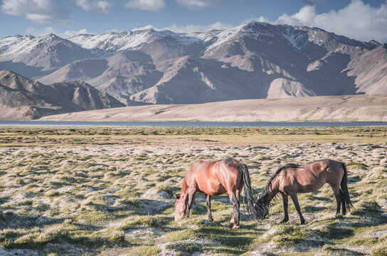 Horses grazing in a grassy mountain valley at sunset, against a backdrop of a mountain range with snow and glaciers, livestock grazing in the Pamir Mountains