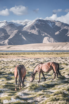 Horses grazing in a grassy mountain valley at sunset, against a backdrop of a mountain range with snow and glaciers, livestock grazing in the Pamir Mountains
