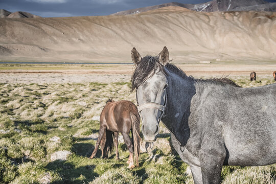 Horses grazing in a grassy mountain valley at sunset, against a backdrop of a mountain range with snow and glaciers, livestock grazing in the Pamir Mountains