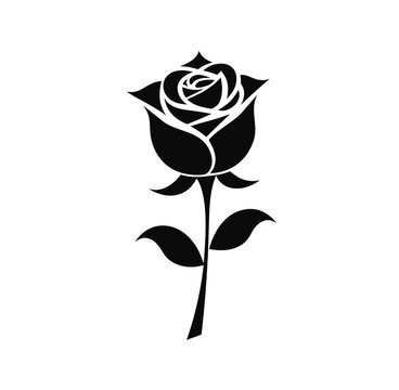 rose vector illustration