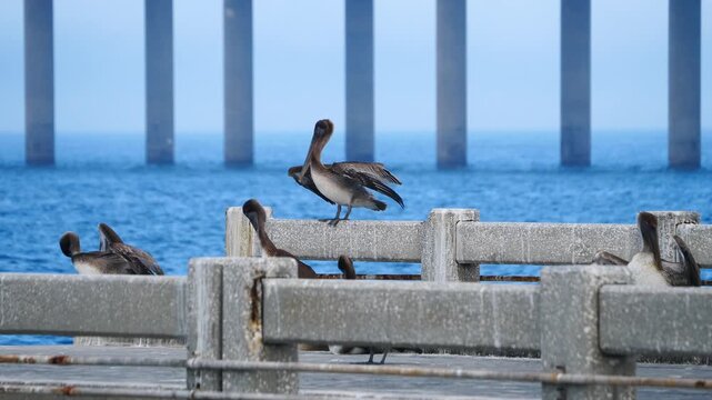 Birds 0669 Timelapse Pelican Fishing Pier Terra Ceia
