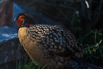 Vibrant pheasant with intricate feather patterns rests near a rocky outcrop © Діма Осташук