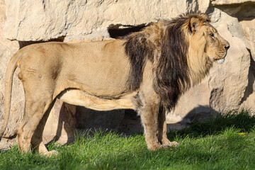 Majestic male lion with a full mane stands alert in a grassy enclosure © Діма Осташук
