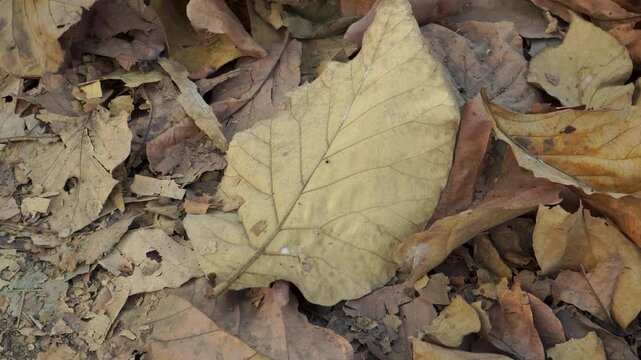 Close up of a large dry teak leaf on the forest floor during a long drought in Southeast Asia. Concept of severe dry season and global warming impact on natural ecosystems.