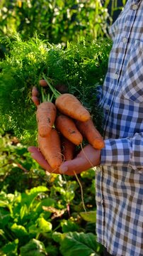 Carrot harvest in the hands of a farmer. Selective focus.