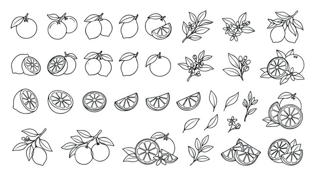 Minimalist citrus fruit line icons, 30 lemon and orange vector illustrations, black and white botanical sketches for packaging design