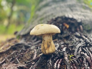 Wild Forest Mushroom Growing on Tree Roots in Natural Woodland Habitat © Islam