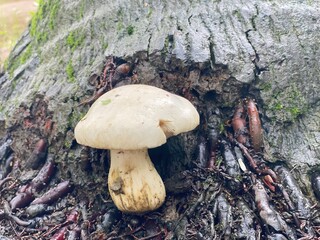Wild Forest Mushroom Growing on Tree Roots in Natural Woodland Habitat © Islam