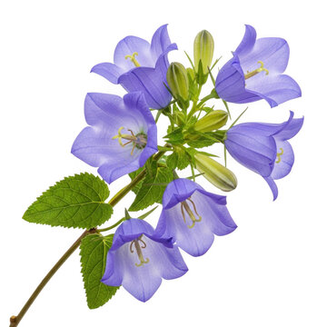 Beautiful purple bellflower blooming on a green stem isolated on transparent background