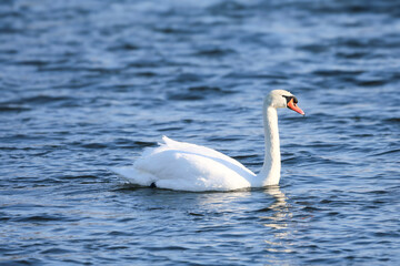 Naklejka premium Elegant white swan glides gracefully across rippling blue water on a sunny day