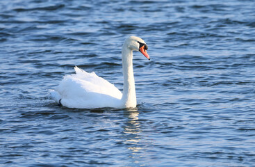 Fototapeta premium Elegant white swan glides gracefully across rippling blue water surface