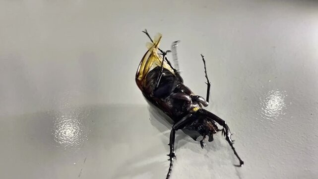 A beetle (order Coleoptera) positioned upside down on a bright surface, with its abdomen (ventral side) and segmented legs clearly visible.
