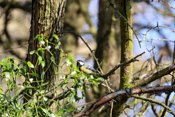 Great tit perched on a branch amidst mistletoe with white berries © Діма Осташук