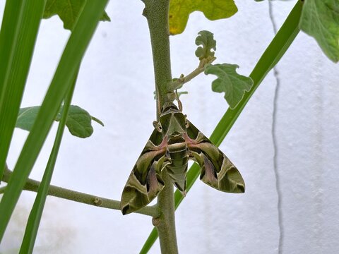 Oleander hawk-moth (Daphnis nerii), also commonly known as the army green moth.