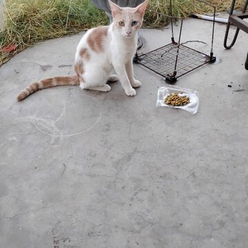 Feral Cat