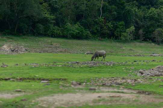 Lone Animal Grazing in Lush Green Landscape with Dense Forest Background
