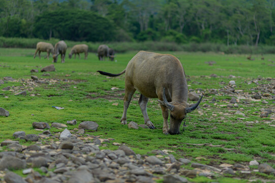 Grazing Livestock in Natural Landscape with Rocky Terrain and Grass