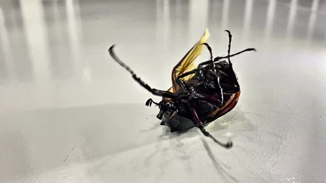 A beetle (order Coleoptera) positioned upside down on a bright surface, with its abdomen (ventral side) and segmented legs clearly visible.
