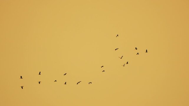Migrating flock moves across a vibrant amber twilight atmosphere, showcasing seasonal travel in the wide open wilderness. Static wide angle shot.