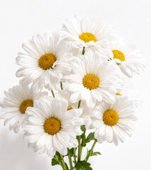 Fototapeta premium Fresh white daisy flowers with yellow centers and visible morning dew, clustered composition on white background, soft diffuse botanical photography