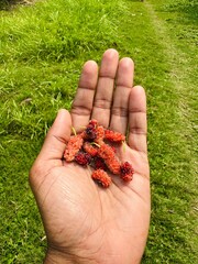 Fresh Ripe Mulberries Held in Hand with Green Grass Background Outdoors © Islam