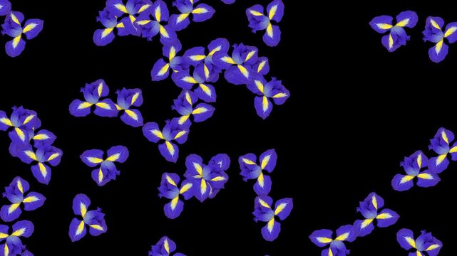 Falling Purple Iris Flower Heads Animation on Black Background