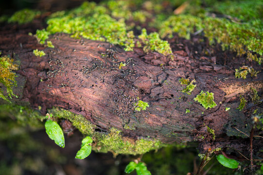 Close-Up View of Wood with Green Moss and Tiny Insects on Surface