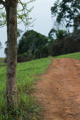 Fototapeta premium Scenic Pathway Through Lush Greenery in Picturesque Landscape