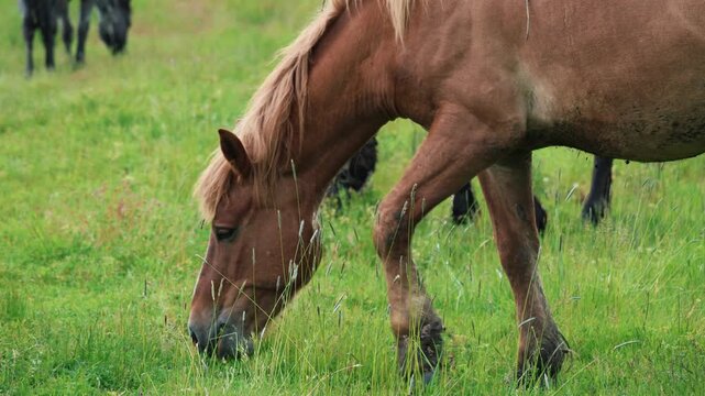 Brown Horse Grazing in a Lush Green Meadow