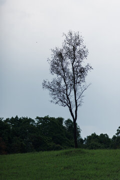 Lonely Tree on Green Hill Against Dramatic Sky Backdrop