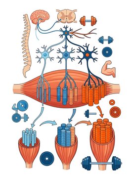 Neuromuscular system diagram showing motor units and muscle fibers
