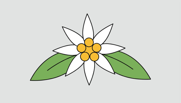 Symmetric edelweiss flower illustration with white petals and yellow centers flanked by two green leaves on grey.