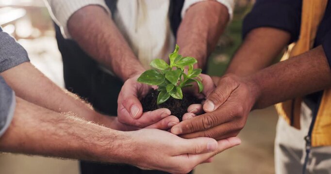 Collaboration, plant and hands of people in warehouse for sustainability, accountability or craft. Growth, teamwork and workers with sprout for conservation, eco friendly furniture or factory support