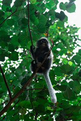 Low angle view of a cute dusky leaf monkey (spectacled langur) hanging from a branch in the lush green canopy of a tropical rainforest. © Konstantin