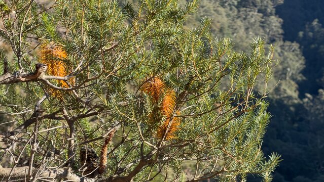 Orange Banksia Ericifolia Flowers Blooming in Australian Bushland Landscape