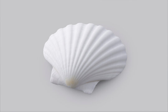 グレーの背景に置かれたホタテの白い貝殻　White scallop shell on a grey background