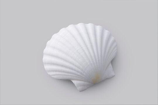グレーの背景に置かれたホタテの白い貝殻　White scallop shell on a grey background