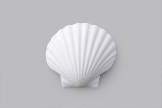 グレーの背景に置かれたホタテの白い貝殻　White scallop shell on a grey background