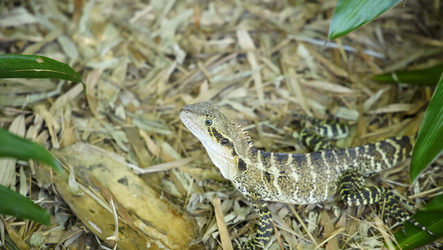 Australian Water Dragon Lizard Resting on Wood Mulch in Queensland