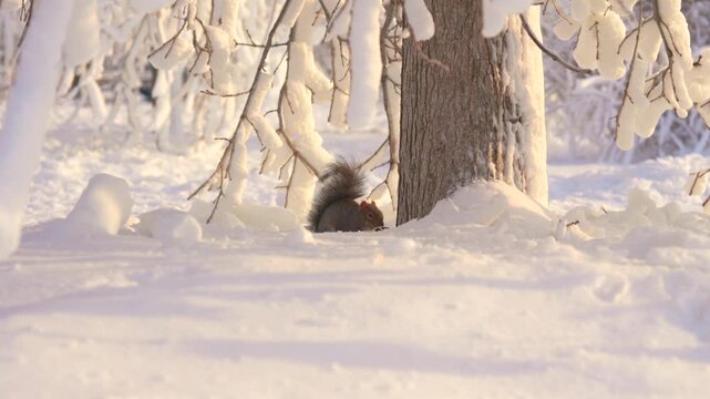 A close up view shows a squirrel digging through fresh snow near frosted tree branches