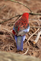 Crimson Rosella Parrot Foraging on Forest Floor in Blue Mountains © blueringmedia