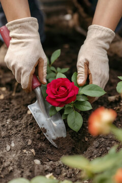 Hands wear gloves, planting red rose. Outdoor home horticulture work in spring