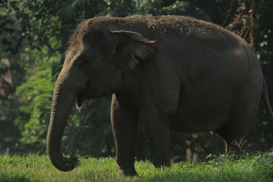 A side view of a sumatran elephant walking through the grass in the morning