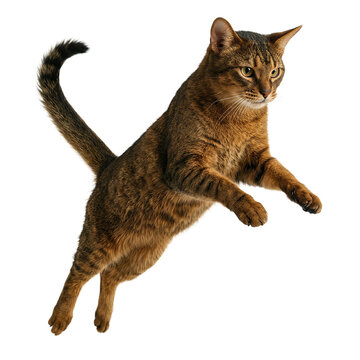 Abyssinian cat jumping in midair captured on a transparent background for dynamic advertising designs